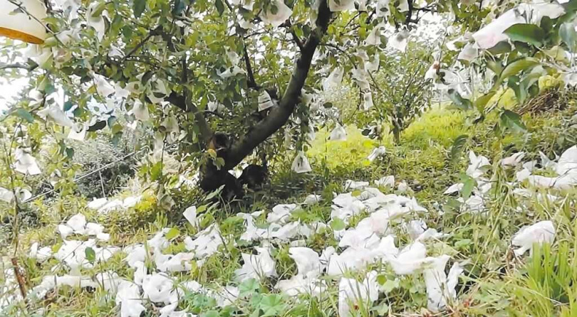 台中大梨山近期進入蜜蘋果採收期,但當地猴害嚴重,果園一片狼藉,估計平均損失約2、3成。(圖/羅進玉提供/中國時報李京昇台中傳真)