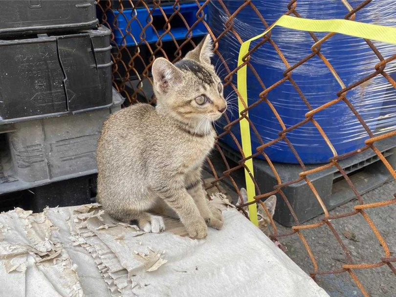 卓男先後領養至少5隻貓咪，如今貓咪卻都行蹤不明。（圖／市議員白喬茵提供）