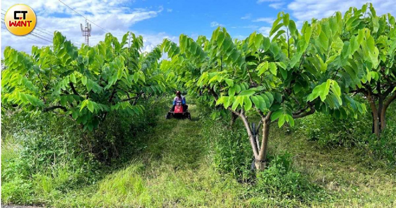 台東水果豐盛,像12月便是鳳梨釋迦「正當時」產季。(圖/CTWANT攝影組)