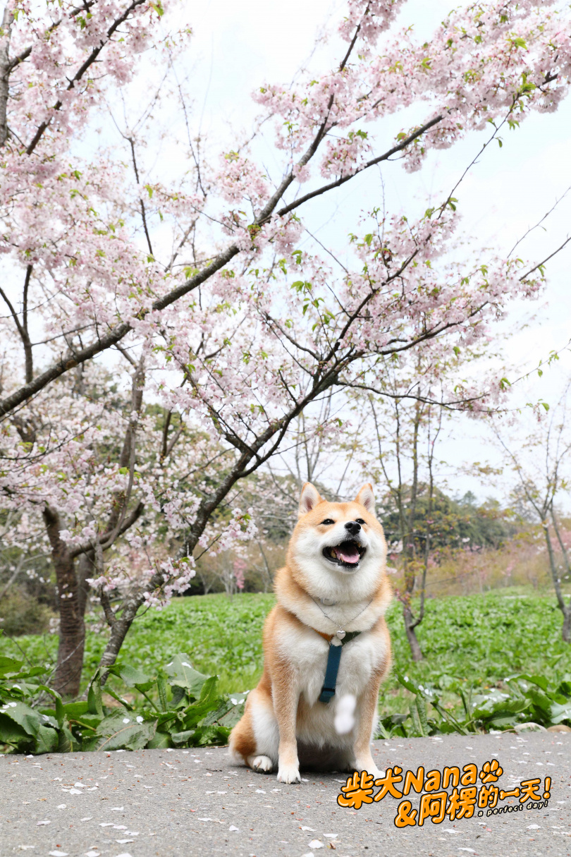 奈奈聰明又習慣外出，無論遠門或粉絲見面會，都能自在應對。（圖／柴犬Nana和阿楞的一天提供）
