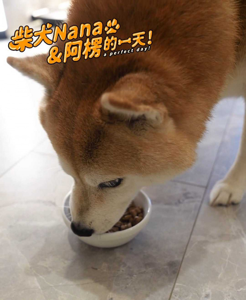 阿楞對奈奈的健康相當注重，會計算熱量定時定量的飲食。（圖／柴犬Nana和阿楞的一天提供）