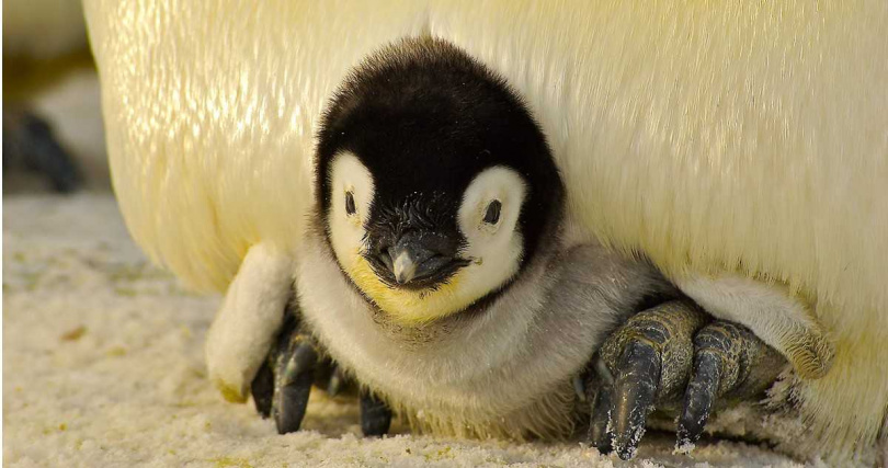 皇帝企鵝在海冰上育幼。由於海冰提早融化，幼鳥存活率受到嚴重影響，成為族群減少主因之一。（示意圖／Pixabay）