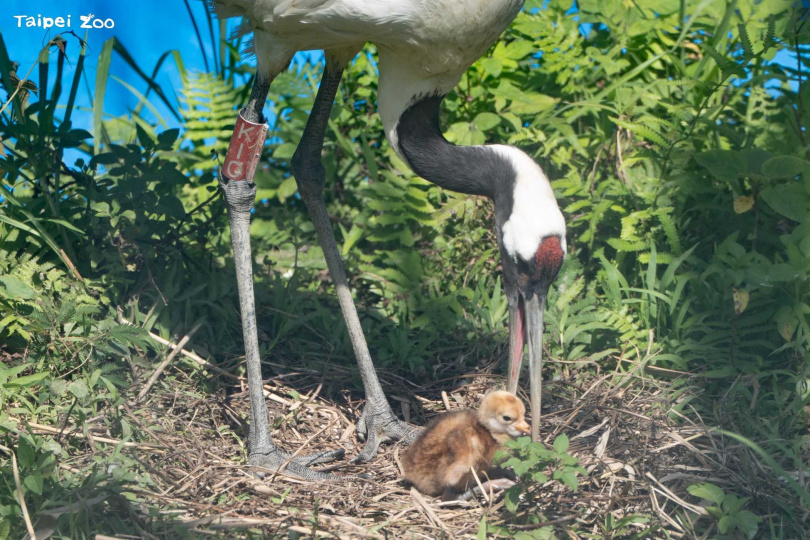 丹頂鶴育雛，園方呼籲遊客觀察時務必保持安靜。（圖／臺北市立動物園提供）