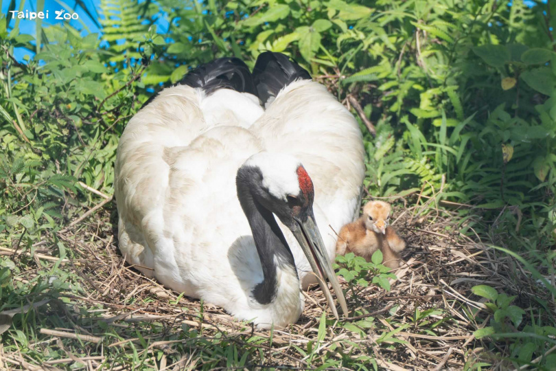 丹頂鶴育雛，園方呼籲遊客觀察時務必保持安靜。（圖／臺北市立動物園提供）