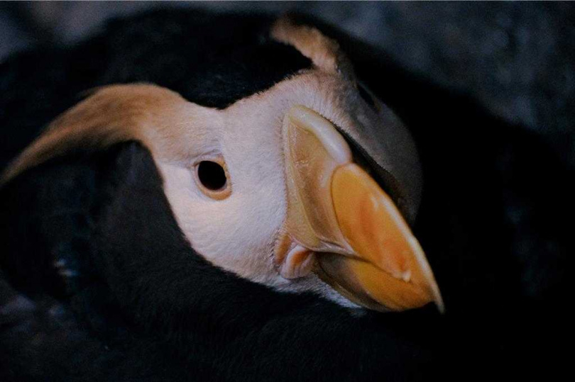 鳳頭海鸚鵡成鳥外型與幼雛完全不一樣。(圖/屏東海生館提供)