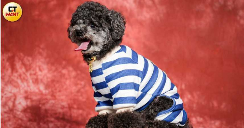 五歲的Wuni是家中的小公主，雖然學不會定點上廁所，家人不減對牠的愛。（圖／林士傑攝）