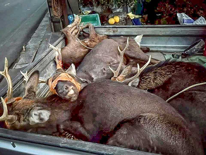 除流浪貓狗之外,不少保育類動物連長鬃山羊等全都成為移工的盤中飧。(圖/流浪動物珍愛協會提供)