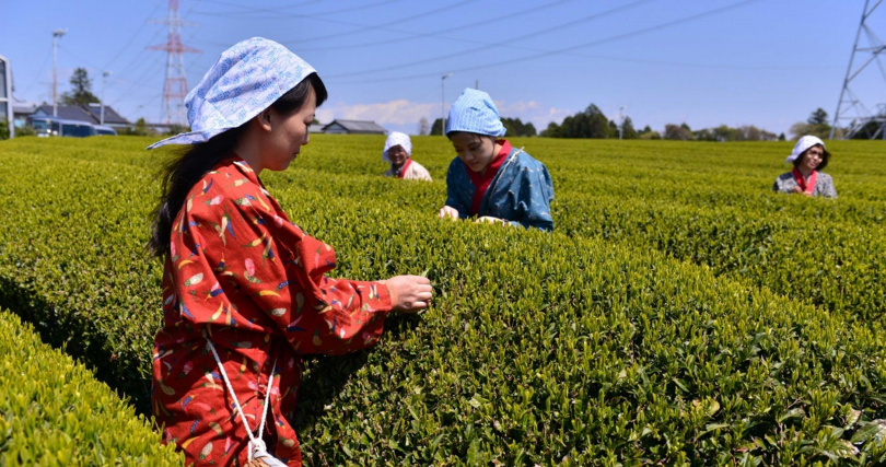 逢四月採茶季節可見身著傳統採茶衣的婦女摘採春茶。（圖／吳德亮攝）