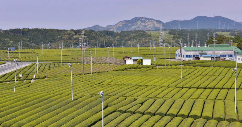 號稱日本第一茶鄉的金谷町，山頭清晰可見「茶」字。（圖／吳德亮攝）