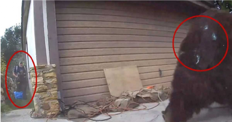 熊聯盟(The Bear League)成員使用填充植物油的漆彈,成功將黑熊驅離。