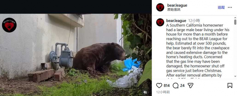 熊聯盟(The Bear League)成員使用填充植物油的漆彈,成功將黑熊驅離。(圖/翻攝自IG,bear.league)