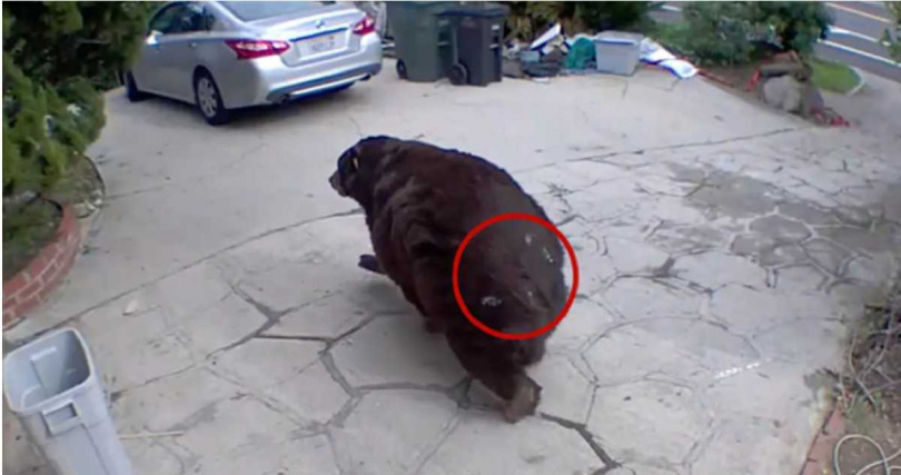 驅離過程中,黑熊背部留有漆彈痕跡。牠在漆彈攻勢下迅速逃離現場。