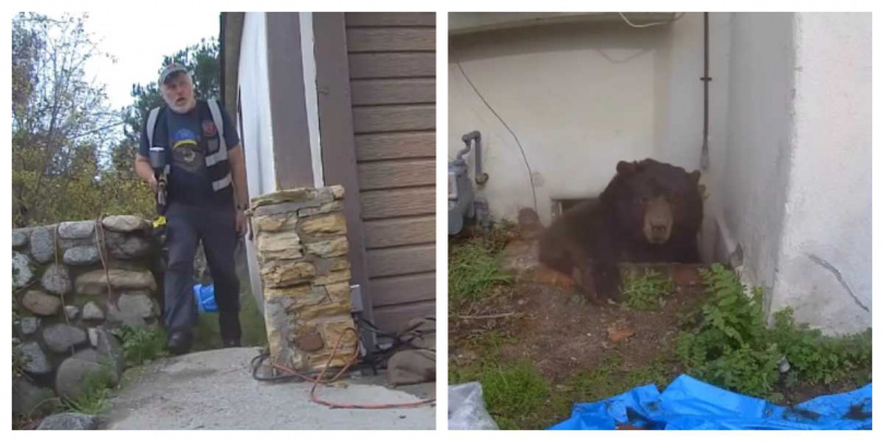 肯強生注意到自家車道旁物品損壞,才驚覺遭黑熊入侵。