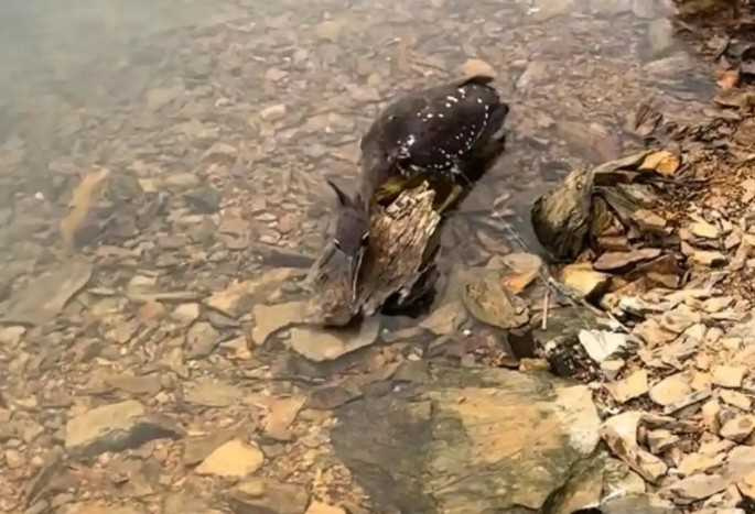 大陸1名戶外運動部落客近日在浙江省千島湖解救了1隻受困水鳥,經專家鑑定後確認為海南鳽。(圖/翻攝自微博)