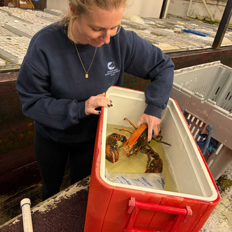 美國麻塞諸塞州近日出現一隻極為罕見的雙色龍蝦，吸引學界與民眾關注。（圖／翻攝自臉書，Wellfleet Shellfish Company）