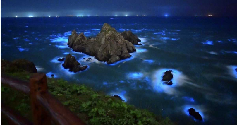 春夏正是觀看藍眼淚的絕佳季節。（圖／東莒船老大提供）