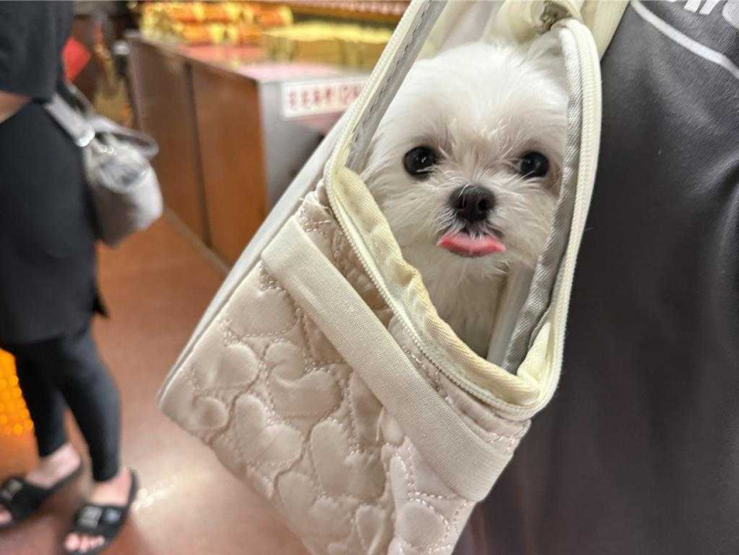 陳小姐說波妞和母親一樣有心臟疾病，一切太巧合。（圖／報系資料照）