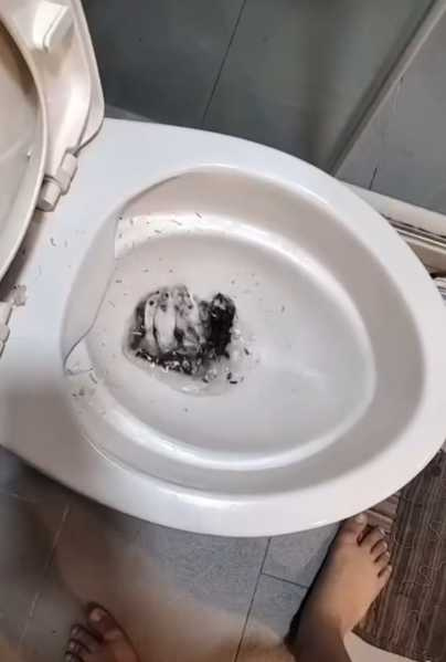 一名女子把10隻小倉鼠「丟馬桶沖掉」。(圖/翻攝自Threads@taifang0516)