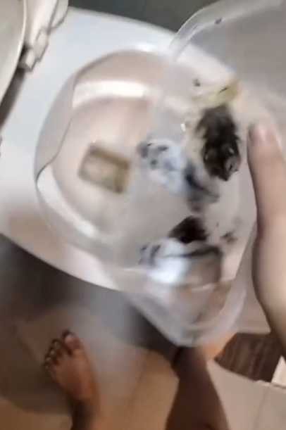 一名女子把10隻小倉鼠「丟馬桶沖掉」。(圖/翻攝自Threads@taifang0516)