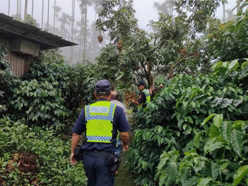 台南市東山區一處龍眼果園結實纍纍，引來遊客覬覦摘果，警方前往果園蒐證見到誘人飽滿果實。（圖／讀者提供）