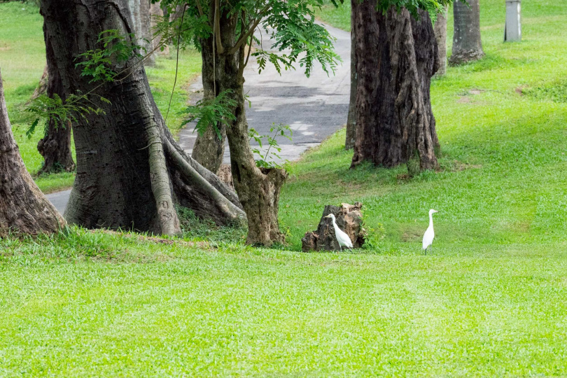 隨著高爾夫球場退場,澄清湖果嶺公園不少鳥類及昆蟲相繼復育有成。(圖/翻攝自高雄市政府媒體群組)