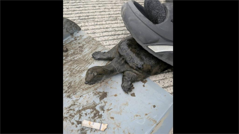 不是因為有什麼貴重物品掉在溝裡，而是為了救一隻鱉（圖／民視新聞）