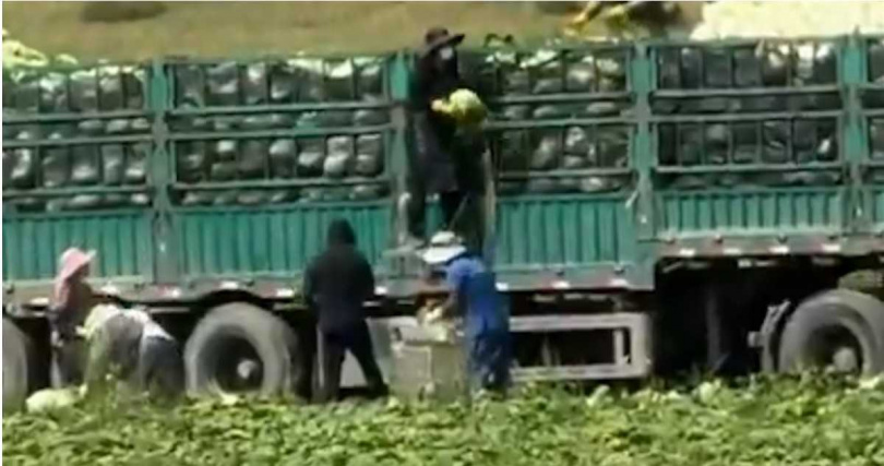 拍攝者隨機查看多輛運菜貨車,發現類似處理情況,其中一批白菜準備運往江蘇宿遷。