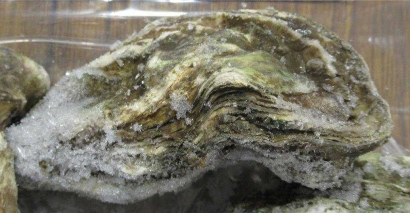 一批美國進口生蠔在邊境檢出重金屬鎘2ppm,產品共477公斤,必須退運或銷毀。(圖/食藥署提供)