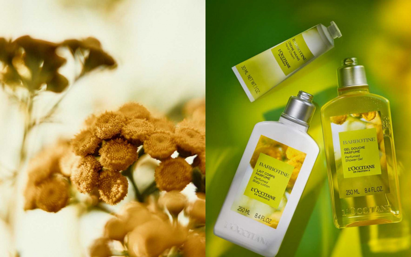 歐舒丹隱世之香鈕扣菊限量香氛系列,將於8/1限定上市。(圖/品牌提供)