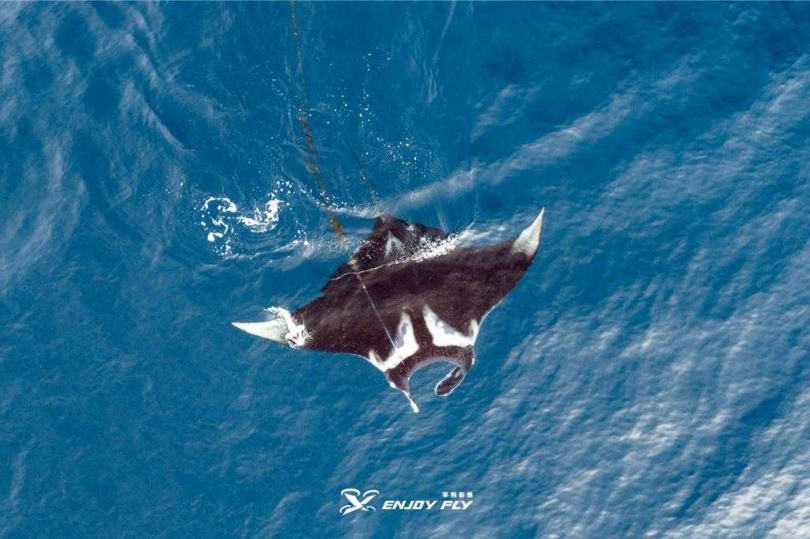 澎湖海洋保育志工19日早上偕同享飛影像工作室前往毛司嶼海域查勘，發現一大一小蝠魟，其中大隻蝠魟翼展有2米長。（圖／享飛影像工作室提供）