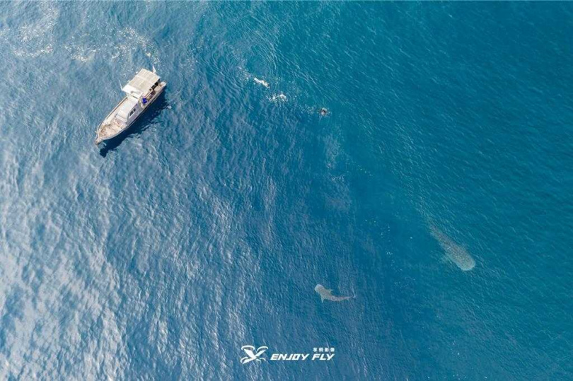 澎湖海洋保育志工19日早上偕同享飛影像工作室前往毛司嶼海域查勘，發現一大一小鯨鯊在追逐糠蝦覓食。（圖／飛影像工作室提供）