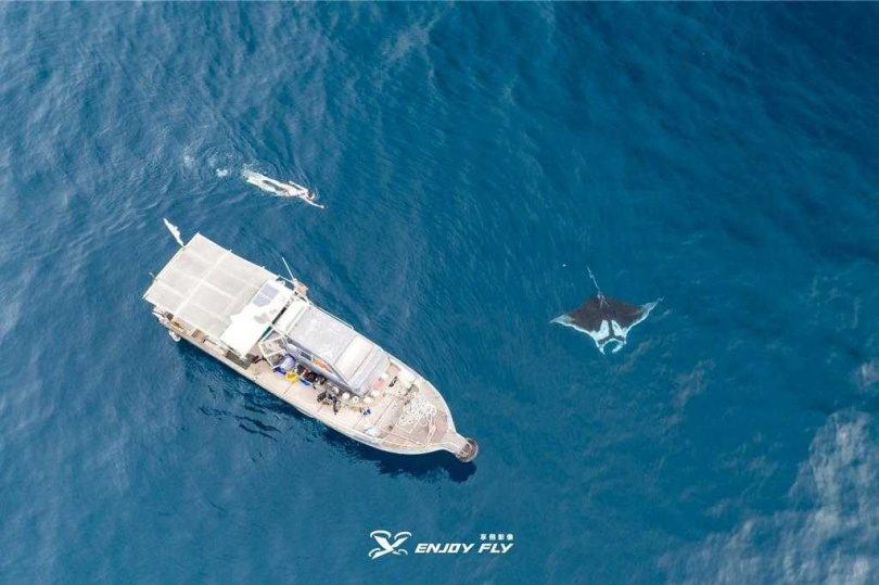 澎湖海洋保育志工19日早上偕同享飛影像工作室前往毛司嶼海域查勘，發現一大一小蝠魟，其中大隻蝠魟翼展有2米長。（圖／享飛影像工作室提供）