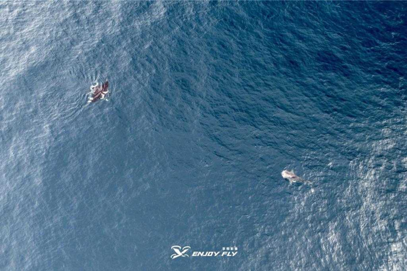 澎湖海洋保育志工19日早上偕同享飛影像工作室前往毛司嶼海域查勘，發現蝠魟和鯨鯊正追逐糠蝦覓食。（圖／享飛影像工作室提供）