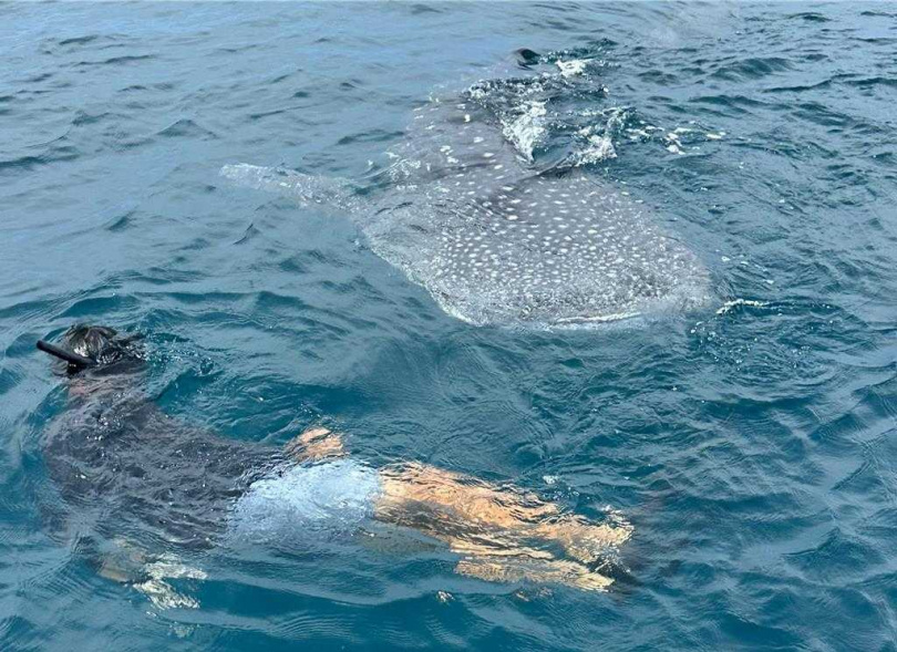 小隻的鯨鯊玩性很重，吃飽後還跟浮潛的工作人員在海中伴游，玩起躲貓貓嬉戲。（圖／陳盡川提供）