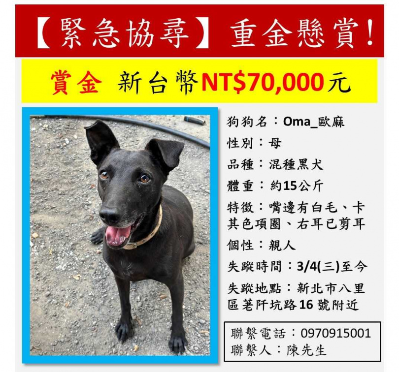 新北市有男子懸賞重金7萬，只希望能找到長期餵養的流浪狗歐麻。（圖／翻攝畫面）