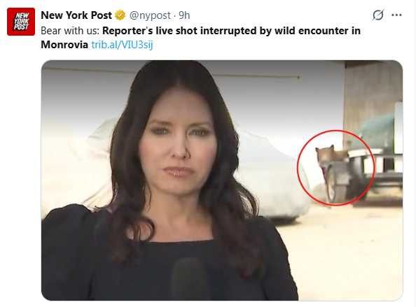 KTLA記者艾琳邁爾斯(Erin Myers)在蒙羅維亞住宅區進行直播報導時,黑熊突然出現在畫面後方。(圖/翻攝自X,@nypost)