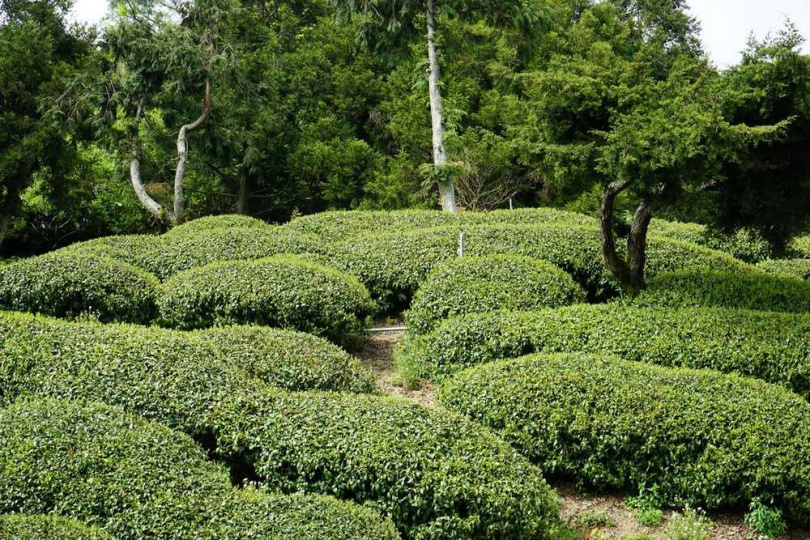 嚴整有序的「華崗水源頭」茶園。(圖/吳德亮攝影)