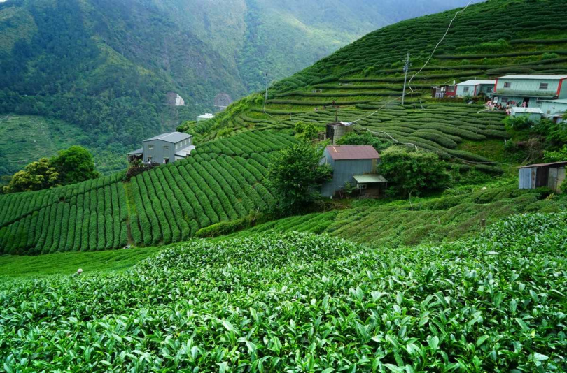 禹嶺茶區多由原始森林環抱,具有森林芬多精的香氣滋潤。(圖/吳德亮攝影)