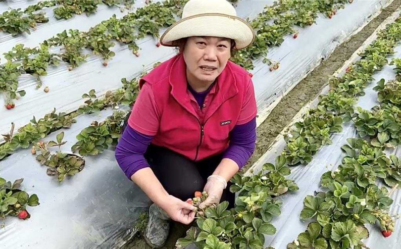 國姓草莓農李小姐忙著將受水傷的草莓及爛掉的葉子拔除。（圖／中國時報記者楊靜茹攝）