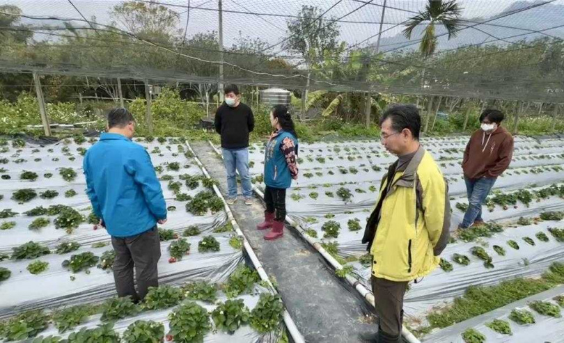 國姓鄉草莓受到極端氣候影響恐減產，國姓鄉長邱美玲邀台中區農改場專家藍玄錦等人會勘。（圖／中國時報記者楊靜茹攝）