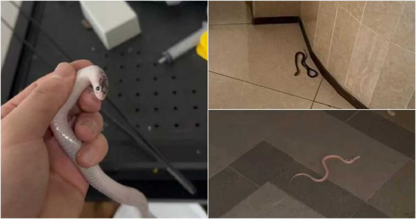 大樓住戶指出，曾多次在樓內不同樓層見到蛇出沒，才引起他們警覺。（圖／翻攝南都新聞）