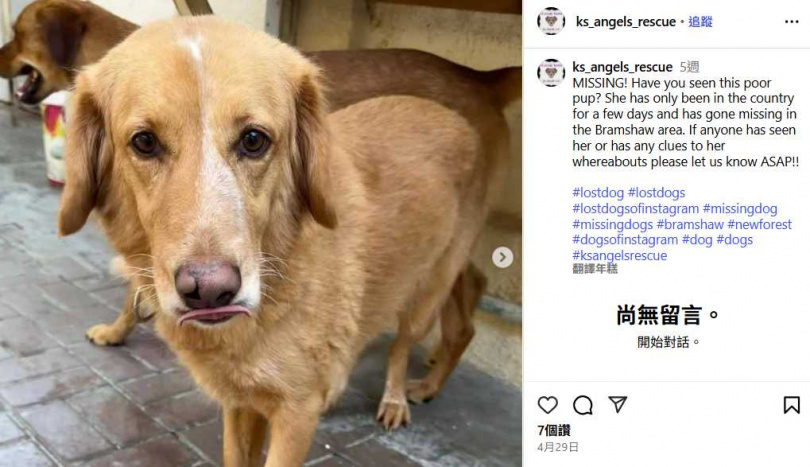 英國流浪狗琥珀歷經36天流浪、橫跨逾160公里還游過海灣，最終奇蹟獲救。（圖／翻攝自IG）