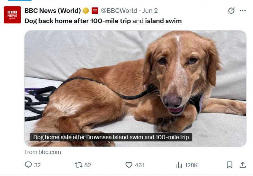 英國流浪狗琥珀歷經36天流浪、橫跨逾160公里還游過海灣，最終奇蹟獲救。（圖／翻攝自X）