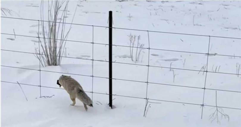小狐狸誤認相機為食物叼走，在雪地中狂奔後埋進雪堆，畫面全被拍下。