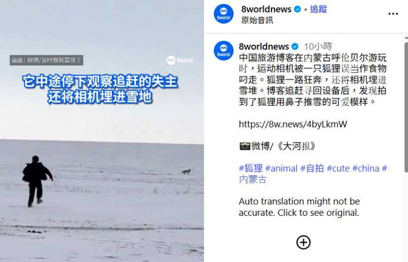 第一視角拍下狐狸圓滾滾的眼睛與掘雪動作，模樣逗趣療癒。