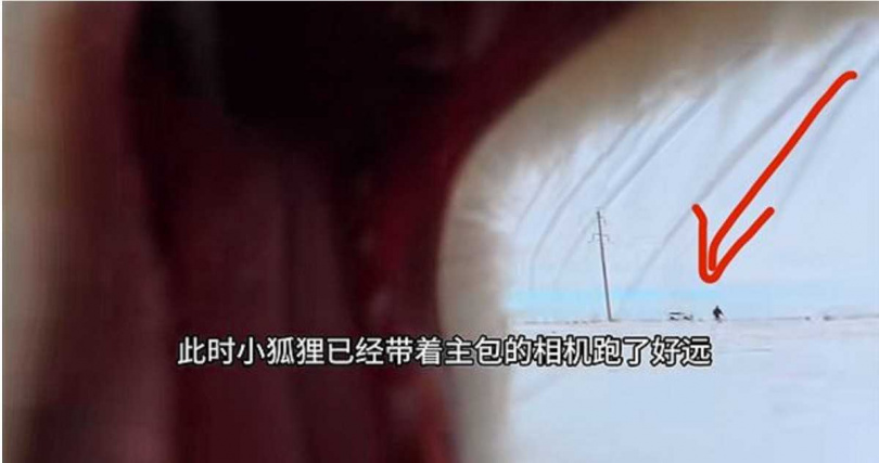 第一視角拍下狐狸圓滾滾的眼睛與掘雪動作，模樣逗趣療癒。