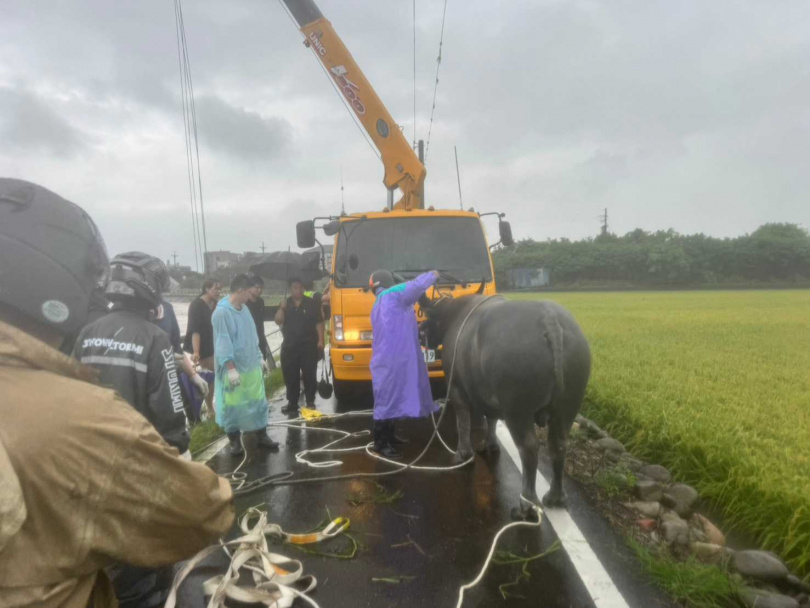 新竹縣竹北地區豆子埔溪有2頭水牛被發現受困在湍急的溪流中，其中一隻已被順利救起。（圖／新竹流浪動物珍愛協會提供）