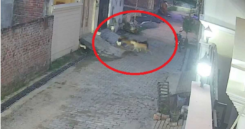 監視器畫面顯示,印度北方邦一名男童遭流浪犬群攻擊並被拖行至馬路,場面駭人。(圖/翻攝自X)