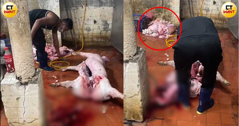 雅勝聘用的移工在牛隻內臟處理區非法肢解斃死豬，角落還留有「上一位」的內臟，代表影片中的屠體並非唯一「受害豬」。（圖／讀者提供，CTWANT合成）