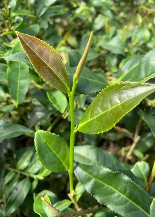 紅心歪尾桃是正欉鐵觀音最正宗的製作原料。（圖╱吳德亮攝）